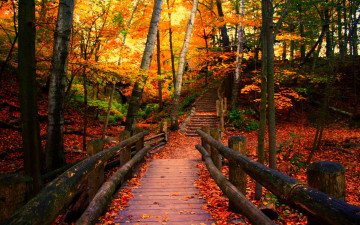 Картинка autumn in the park природа дороги краски листва деревья парк мостик осень