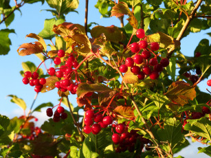 Картинка природа Ягоды ягоды ветка