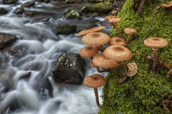 Картинка природа грибы мох макро река опята