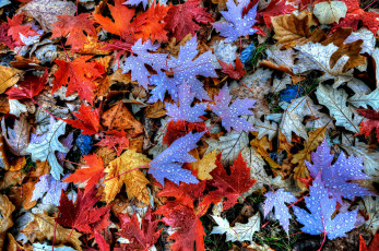 Картинка природа листья капли осень