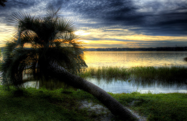 Обои картинки фото природа, тропики, сумрак, тучи, упавшая, пальма, трава, озеро