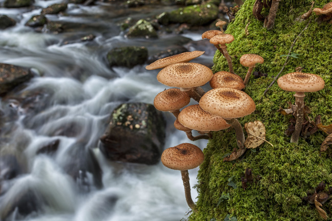 Обои картинки фото природа, грибы, мох, макро, река, опята