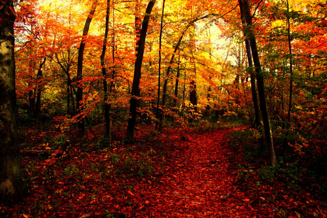 Обои картинки фото природа, лес, осень, тропинка