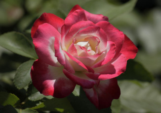Картинка цветы розы роза розовая листья цветение лепестки