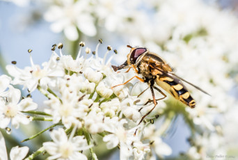 Картинка животные насекомые цветы муха тычинки макро