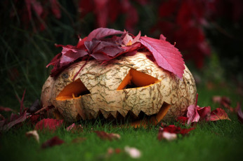 обоя праздничные, хэллоуин, голова, овощ, плод, тыква, листья, трава, природа, осень, halloween, праздник