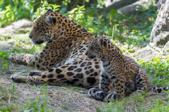 Картинка животные Ягуары кошки пара семья мама детеныш отдых