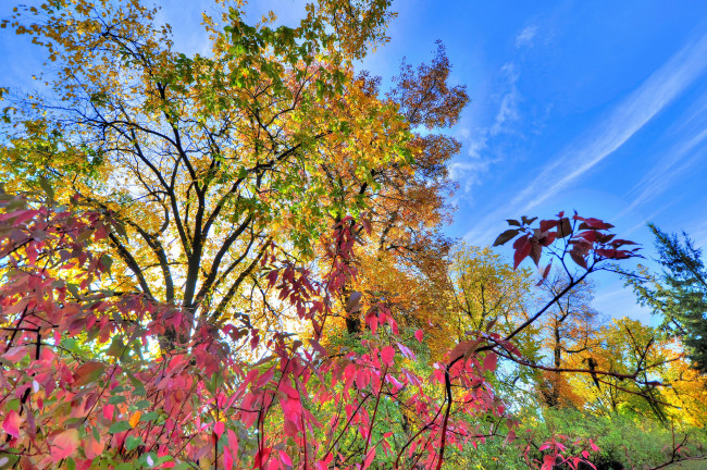 Обои картинки фото природа, деревья, осень, листья, кусты, облака, небо