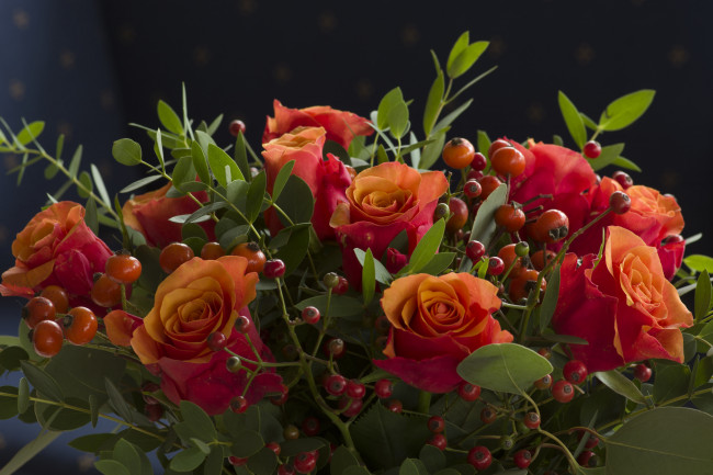 Обои картинки фото цветы, розы, petals, bud, rose, цветение, листья, blossoms, leaves, лепестки, бутон, роза
