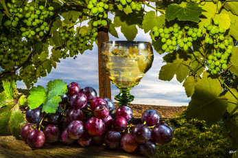 Картинка еда виноград дары