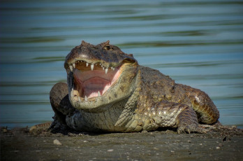 Картинка животные крокодилы пасть кайман зубки крокодил