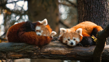 Картинка животные панды ветка красные пара сон