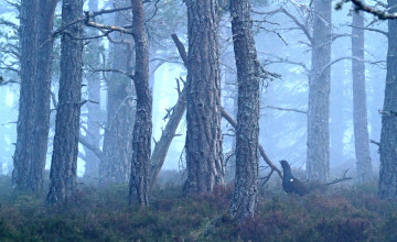 Картинка животные глухари +тетерева лес туман птица глухарь