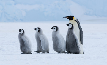 обоя животные, пингвины, пингвин, пингвинята, строй, шеренга, снег, лед