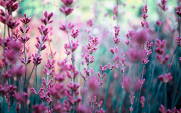 Картинка цветы луговые+ полевые +цветы розовые колосья луг поле