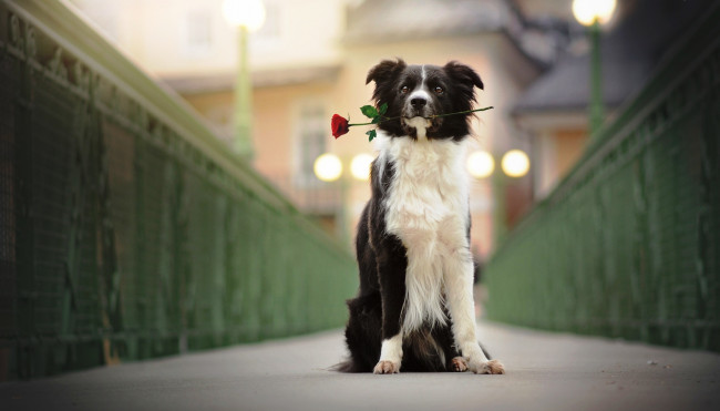 Обои картинки фото животные, собаки, собака, пес, цветок, роза, мост