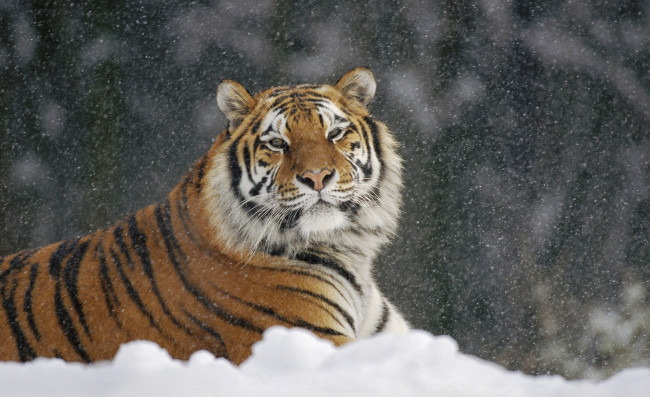 Обои картинки фото животные, тигры, зима, снег, рыжий, тигр