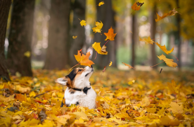 Обои картинки фото животные, собаки, листья, корги, осень