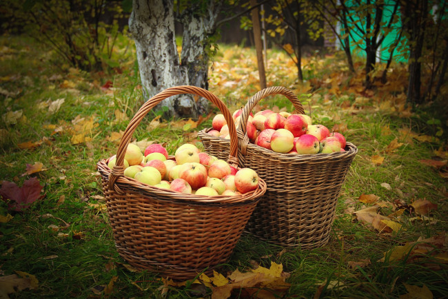 Обои картинки фото еда, Яблоки, сад, яблоки, корзины, осень