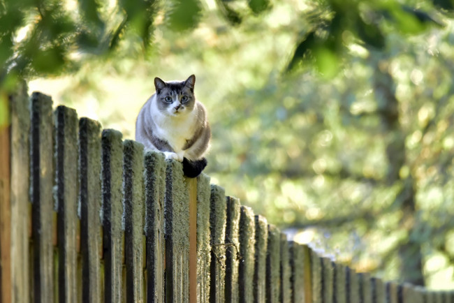 Обои картинки фото животные, коты, забор, взгляд, кошка