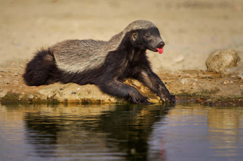 обоя медоед, животные, барсуки, honey, badger, куньи, животное, хищник, африка, бесстрашный, когти, шерсть, млекопитающее