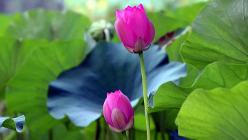 Картинка цветы лотосы розовые макро бутоны