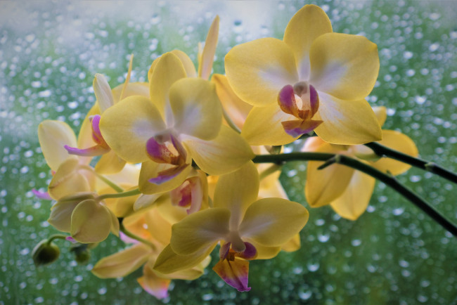 Обои картинки фото цветы, орхидеи, капли, боке