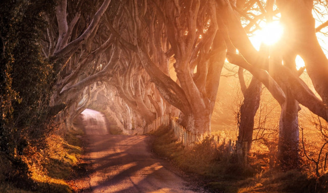 Обои картинки фото природа, дороги, деревья, аллея, дорога, туман, осень