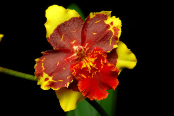 Картинка цветы орхидеи красно-желтый экзотика