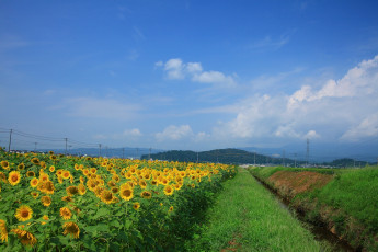 Картинка цветы подсолнухи поле