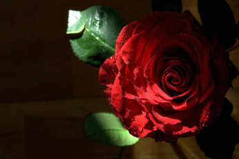 Картинка цветы розы капли красный