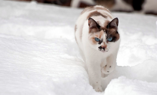Обои картинки фото животные, коты, снег, пятнистый