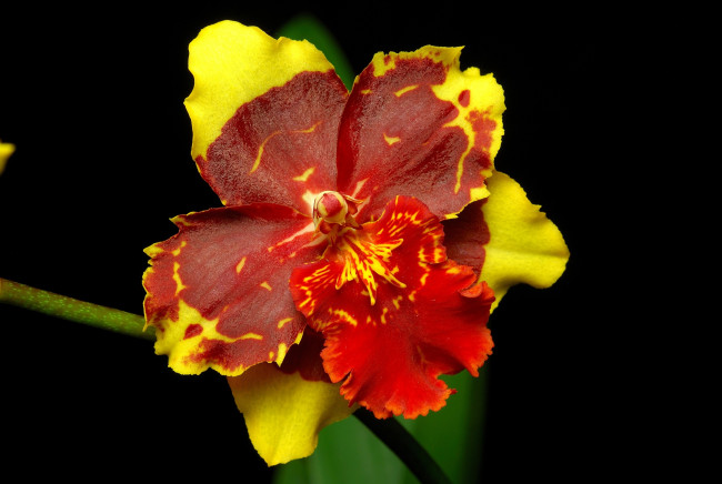Обои картинки фото цветы, орхидеи, красно-желтый, экзотика