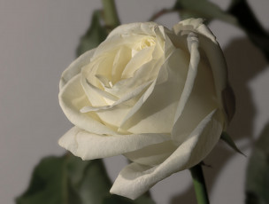 Картинка цветы розы белая роза бутон макро