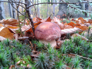 Картинка природа грибы мох листья боровик