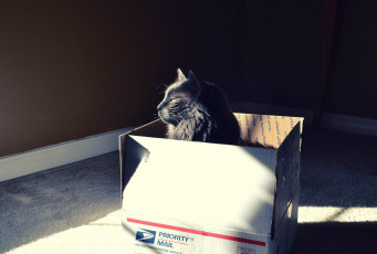 Картинка кот по почте животные коты угол коробка ящик