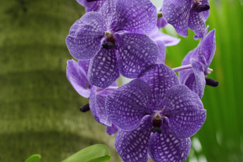 Картинка цветы орхидеи фиолетовый