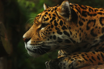Картинка животные Ягуары морда профиль