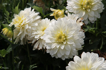 Картинка цветы георгины белый