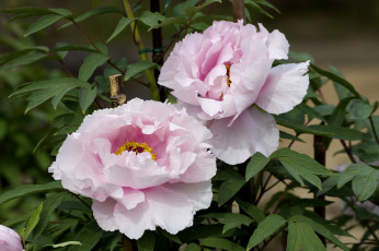 Картинка цветы пионы бледно-розовый пышный
