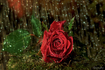 Картинка цветы розы красный дождь капли лепестки