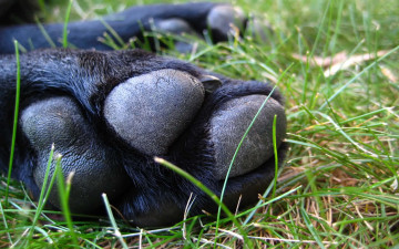 Картинка собачья лапа животные собаки трава собака
