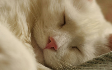 Картинка спящий кот животные коты белый
