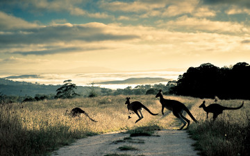 Картинка животные кенгуру природа