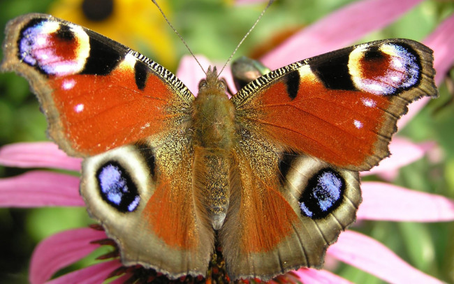 Обои картинки фото павлиний, глаз, животные, бабочки, крылья, бабочка