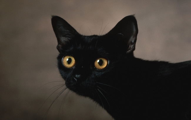 Обои картинки фото животные, коты, кот, черный, уши, глаза