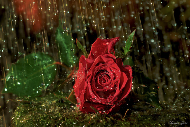Обои картинки фото цветы, розы, красный, дождь, капли, лепестки