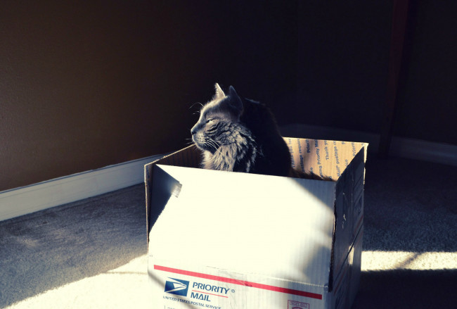 Обои картинки фото кот, по, почте, животные, коты, угол, коробка, ящик