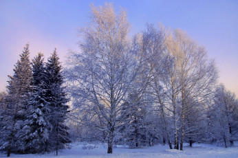 Картинка природа зима снег кусты деревья
