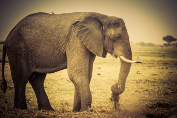 Картинка животные слоны саванна слон